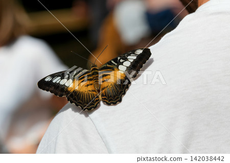 Beautiful orange and black Clipper butterfly, Parthenos sylvia, rest on a person's white shirt in nature Beautiful orange and black Clipper butterfly, Parthenos sylvia, rest on a person's white shirt in nature 142038442