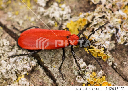 Vibrant red Common Cardinal beetle, Pyrochroa serraticornis beetle with black legs and antennae rest on colorful lichen and bark Vibrant red Common Cardinal beetle, Pyrochroa serraticornis beetle with black legs and antennae rest on colorful lichen and bark 142038451