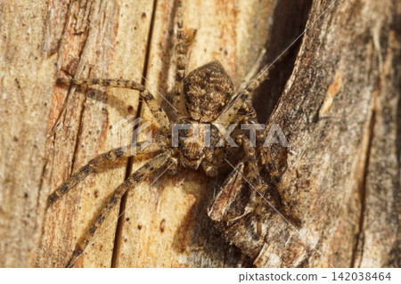 Tiny Crab Spider Camouflaged on Tree Bark in Natural Habitat, Close Up Macro Shot of Arachnid Tiny Crab Spider Camouflaged on Tree Bark in Natural Habitat, Close Up Macro Shot of Arachnid 142038464