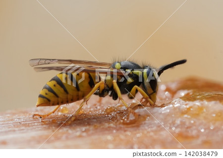 Close up of a yellow and black striped German yellow-jacket wasp, Vespula germanica with translucent wings feed on sweet substance 142038479