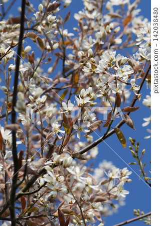 Closeup on a rich white flowering Blooming serviceberry, Amelanchier lamarckii against a clear blue sky Closeup on a rich white flowering Blooming serviceberry, Amelanchier lamarckii against a clear blue sky 142038480