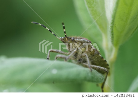 Extreme closeup on the Hairy Shieldbug or Sloe bug, Dolycoris baccarum in the garden Extreme closeup on the Hairy Shieldbug or Sloe bug, Dolycoris baccarum in the garden 142038481
