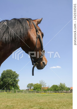 Majestic Brown Equine Head with Bridle against a Clear Blue Sky in a Sunny Pasture Landscape Majestic Brown Equine Head with Bridle against a Clear Blue Sky in a Sunny Pasture Landscape 142038501