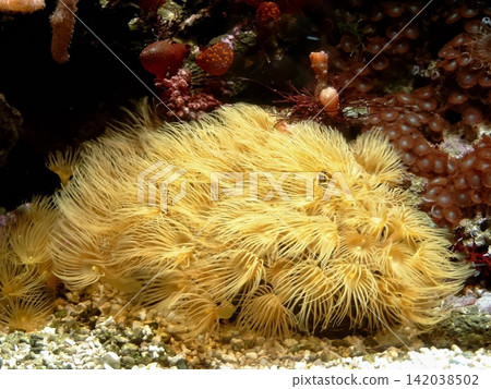 Vibrant Yellow Marine Anemones and Coral in a Diverse Underwater Ecosystem Vibrant Yellow Marine Anemones and Coral in a Diverse Underwater Ecosystem 142038502
