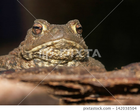 Close-up Portrait of a Common Toad , Bufo bufo, Resting on Wood with Dark Background, Focus on Eyes Close-up Portrait of a Common Toad , Bufo bufo, Resting on Wood with Dark Background, Focus on Eyes 142038504