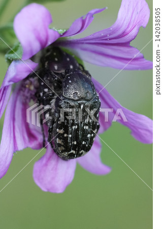 Close-up of copulation of speckled Oxythyrea funesta beetles resting on vibrant purple flower petals in soft natural light Close-up of copulation of speckled Oxythyrea funesta beetles resting on vibrant purple flower petals in soft natural light 142038505
