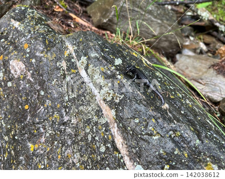 Small dark salamander, Salamandra atra on wet mossy rock in a natural Austrian Alps woodland environment, wild amphibian close-up Small dark salamander, Salamandra atra on wet mossy rock in a natural Austrian Alps woodland environment, wild amphibian close-up 142038612