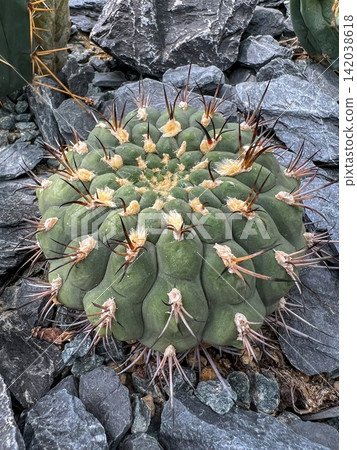 Vibrant Green Cactus with Spines on Gray Rocks, Desert Plant Detail Vibrant Green Cactus with Spines on Gray Rocks, Desert Plant Detail 142038618