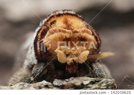 Close-up macro shot of a Buff tip Prominent Puss moth, Phalera bucephala with fuzzy brown fur on natural wood bark Close-up macro shot of a Buff tip Prominent Puss moth, Phalera bucephala with fuzzy brown fur on natural wood bark 142038628