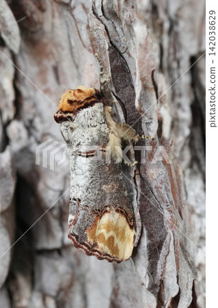 Buff tip Prominent Puss moth, Phalera bucephala on tree bark with camouflaged wings, a beautiful creature in nature, macro shot Buff tip Prominent Puss moth, Phalera bucephala on tree bark with camouflaged wings, a beautiful creature in nature, macro shot 142038629