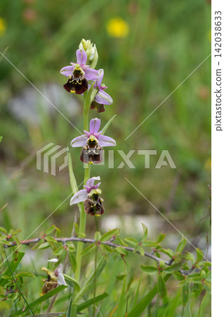 Closeup on an endangered and flowering late spider orchid, Ophrys holosericea from Viroin region, Belgium Closeup on an endangered and flowering late spider orchid, Ophrys holosericea from Viroin region, Belgium 142038633