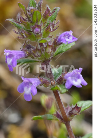 Closeup on the small blue floweros of the Cutleaf germander, Teucrium botrys, Viroin, Belgium 142038634