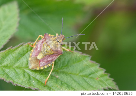 Closeup on the rare Black-shouldered Shieldbug, Carpocoris purpureipennis 142038635