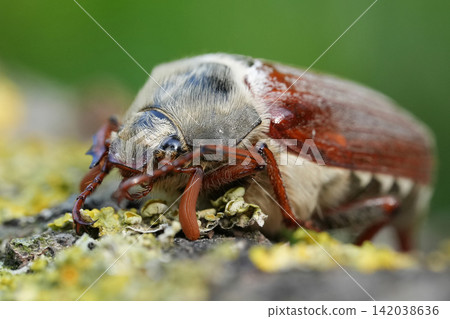Closeup on a Maybug or May chafer, Melolontha melolontha sitting on wood Closeup on a Maybug or May chafer, Melolontha melolontha sitting on wood 142038636