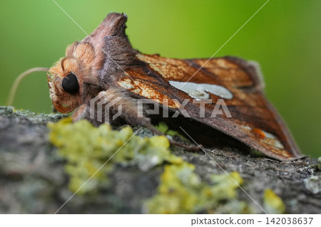 Closeup on a colorful Gold spot moth, Plusia festucae sitting on wood Closeup on a colorful Gold spot moth, Plusia festucae sitting on wood 142038637