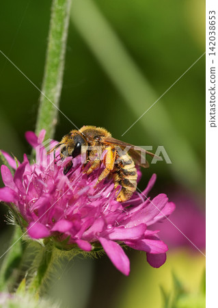 Close-up of a striped pollinator insect on a vibrant pink bloom, detailed nature macro shot, bright light Close-up of a striped pollinator insect on a vibrant pink bloom, detailed nature macro shot, bright light 142038653