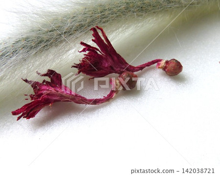 Corademononis seeds Corademononis seeds 142038721