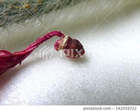 Corademononis seeds Corademononis seeds 142038722