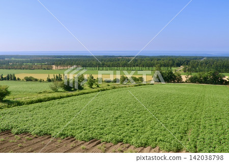 Fields and the Sea of Okhotsk (Shari, Hokkaido) 142038798