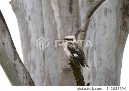 Kingfisher perching on a branch Kingfisher perching on a branch 142038894