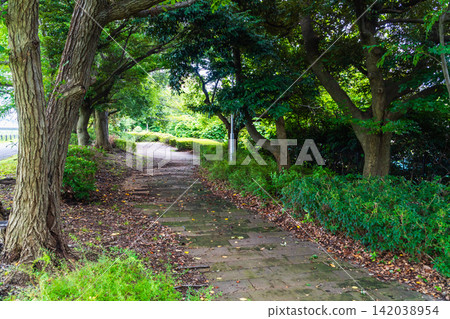 Park with trees Park with trees 142038954