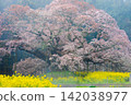 Yoshitaka的櫻花樹 142038977