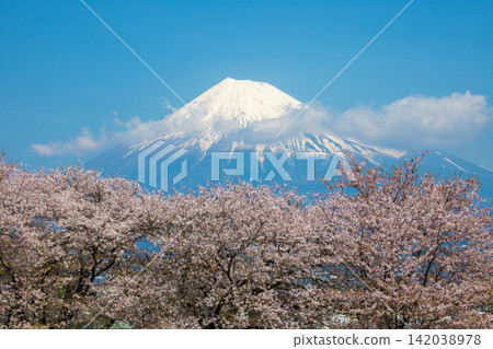 富士和櫻花 142038978