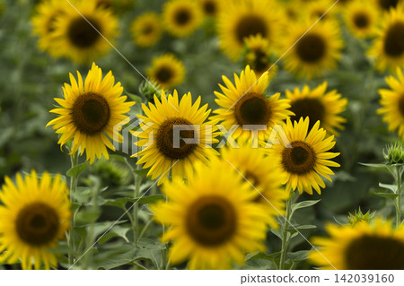 Sunflower field and close-up of sunflowers Sunflower field and close-up of sunflowers 142039160