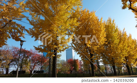 The ginkgo trees in autumn shine brightly in the sunlight. 142039200