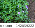 Purple flower flowering plant green leaf garden ground cover tropical plant botanical garden 142039222