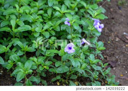 Purple flower flowering plant green leaf garden ground cover tropical plant botanical garden 142039222