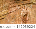 Weathered tree bark texture with layered grain, peeling surface, and natural brown detail for rustic background use 142039224