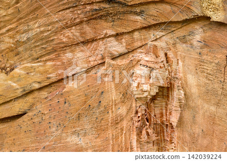 Weathered tree bark texture with layered grain, peeling surface, and natural brown detail for rustic background use Weathered tree bark texture with layered grain, peeling surface, and natural brown detail for rustic background use 142039224