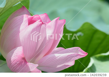 Pink lotus flowers bloom in Shinobazu Pond, bathed in the summer sun. Pink lotus flowers bloom in Shinobazu Pond, bathed in the summer sun. 142039239