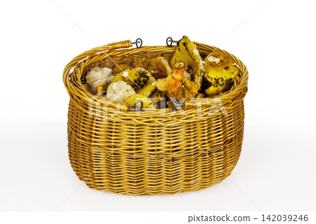 Traditional wicker basket containing edible wild mushrooms, including saffron milkcap and russula, isolated on a white background. Traditional wicker basket containing edible wild mushrooms, including saffron milkcap and russula, isolated on a white background. 142039246