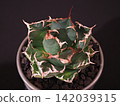 Agave 142039315