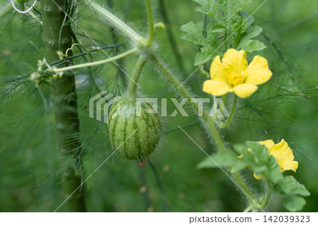 自家花園:西瓜開始成熟了 自家花園:西瓜開始成熟了 142039323