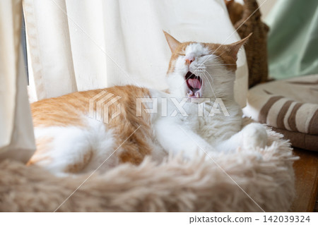 打哈欠的貓棕色老虎白色 打哈欠的貓棕色老虎白色 142039324