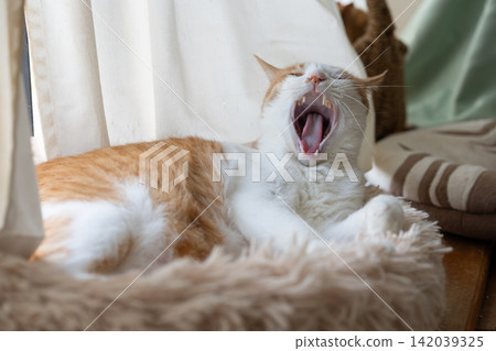 打哈欠的貓棕色老虎白色 打哈欠的貓棕色老虎白色 142039325