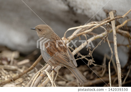 A Japanese Accentor perched on a tree branch A Japanese Accentor perched on a tree branch 142039330