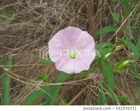 森山市的海灘牽牛花 森山市的海灘牽牛花 142039331