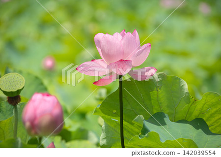 Pink lotus flowers and their receptacles blooming in Shinobazu Pond in summer. Pink lotus flowers and their receptacles blooming in Shinobazu Pond in summer. 142039554