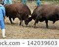 Bullfighting, Yamakoshi 142039603
