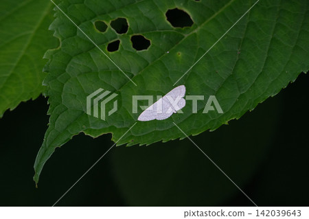 In Hiroshima Prefecture, there are many similar species of geometrid moths that look like scraps of paper attached to insect-eaten leaves. In Hiroshima Prefecture, there are many similar species of geometrid moths that look like scraps of paper attached to insect-eaten leaves. 142039643