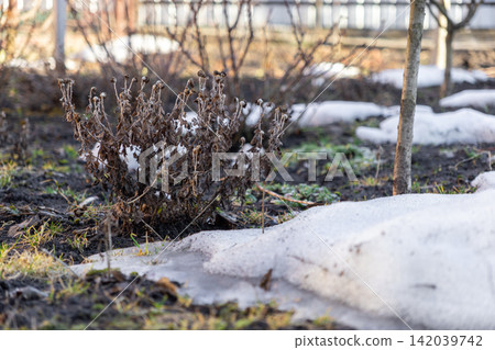 Dry perennial plant stands in a frozen garden bed during early spring as remnants of white melting snow cover the dark damp soil, illustrating the seasonal transition in the outdoors Dry perennial plant stands in a frozen garden bed during early spring as remnants of white melting snow cover the dark damp soil, illustrating the seasonal transition in the outdoors 142039742