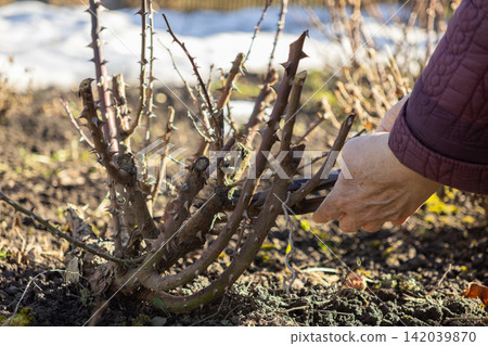 A gardener uses hand pruners to trim a thorny rose bush in a sunny spring garden, demonstrating essential maintenance techniques for healthy plant growth and seasonal landscape care A gardener uses hand pruners to trim a thorny rose bush in a sunny spring garden, demonstrating essential maintenance techniques for healthy plant growth and seasonal landscape care 142039870