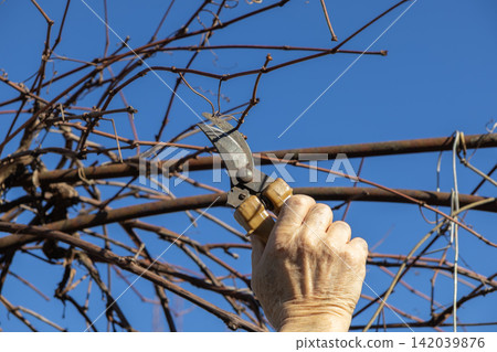 A hand holding garden shears trims dry grapevine branches under a bright blue sky, representing seasonal maintenance, agricultural care, and the preparation for spring plant growth A hand holding garden shears trims dry grapevine branches under a bright blue sky, representing seasonal maintenance, agricultural care, and the preparation for spring plant growth 142039876