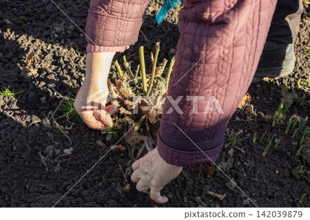 A gardener uses pruning shears to trim a rose bush in early spring, illustrating the essential care and maintenance needed for healthy seasonal flower growth in a rural home garden A gardener uses pruning shears to trim a rose bush in early spring, illustrating the essential care and maintenance needed for healthy seasonal flower growth in a rural home garden 142039879