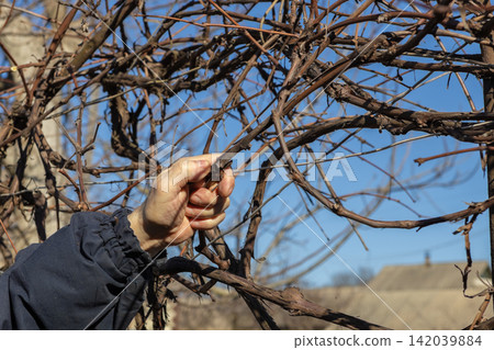A gardener holds a dry grapevine branch while pruning the vineyard during winter, emphasizing agricultural care, seasonal maintenance, and the preparation for future spring growth A gardener holds a dry grapevine branch while pruning the vineyard during winter, emphasizing agricultural care, seasonal maintenance, and the preparation for future spring growth 142039884