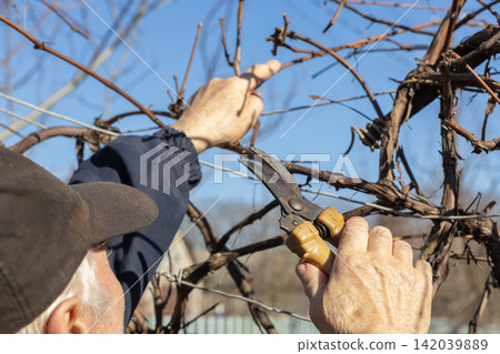 An older gardener prunes grape vines with handheld shears during spring maintenance, performing careful agricultural work in a sunny vineyard setting to encourage healthy future growth An older gardener prunes grape vines with handheld shears during spring maintenance, performing careful agricultural work in a sunny vineyard setting to encourage healthy future growth 142039889